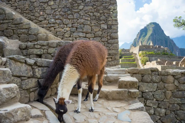 Exploración de Machu Picchu photo 5